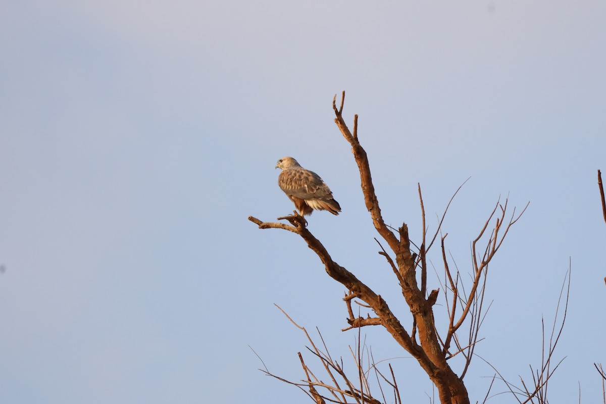 Buse féroce - ML647340002