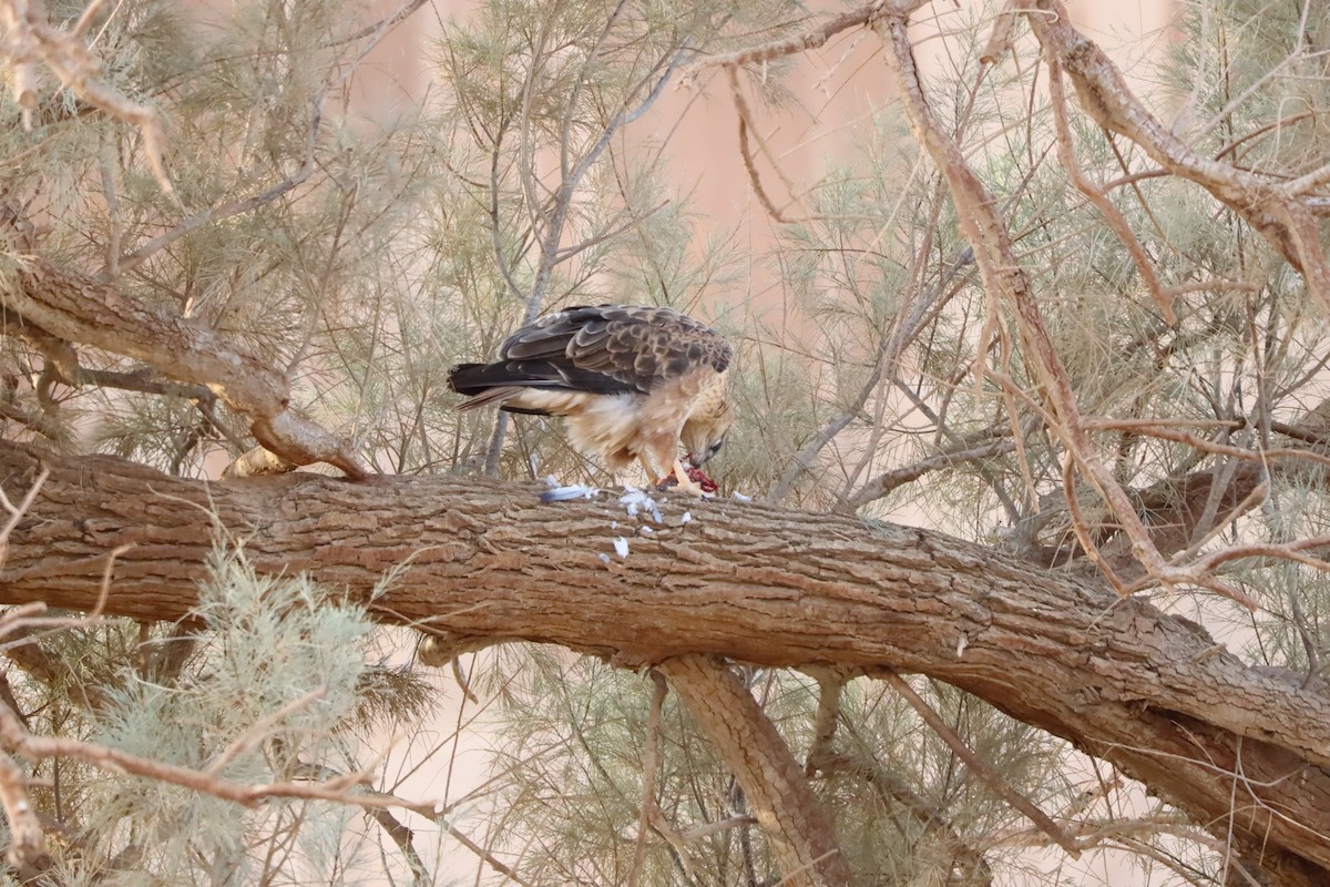 Buse féroce - ML647340003