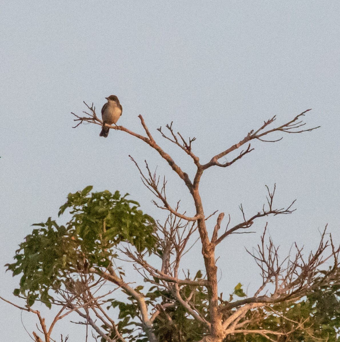 Eastern Kingbird - ML647340005