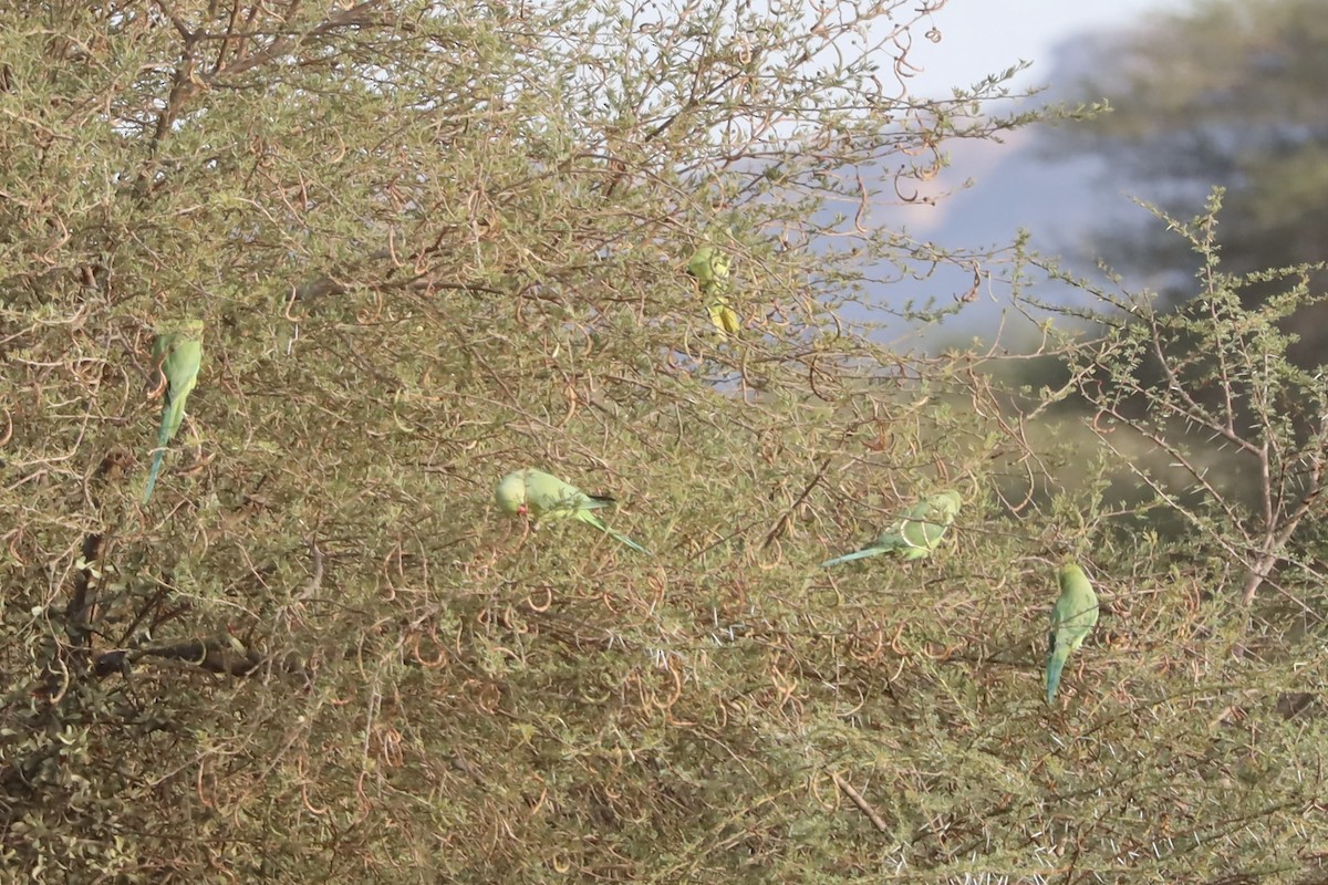 Rose-ringed Parakeet - ML647340006