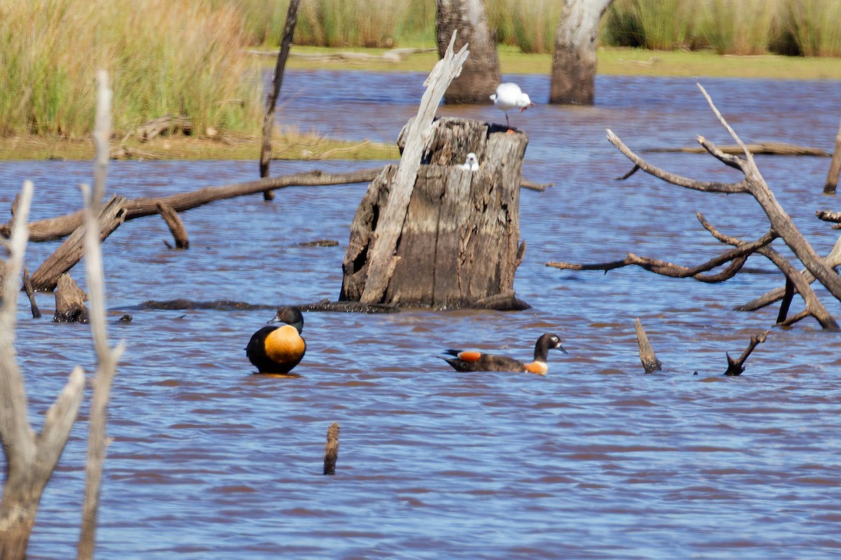 Australian Shelduck - ML647340008