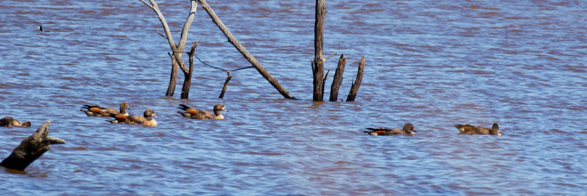 Australian Shelduck - ML647340010