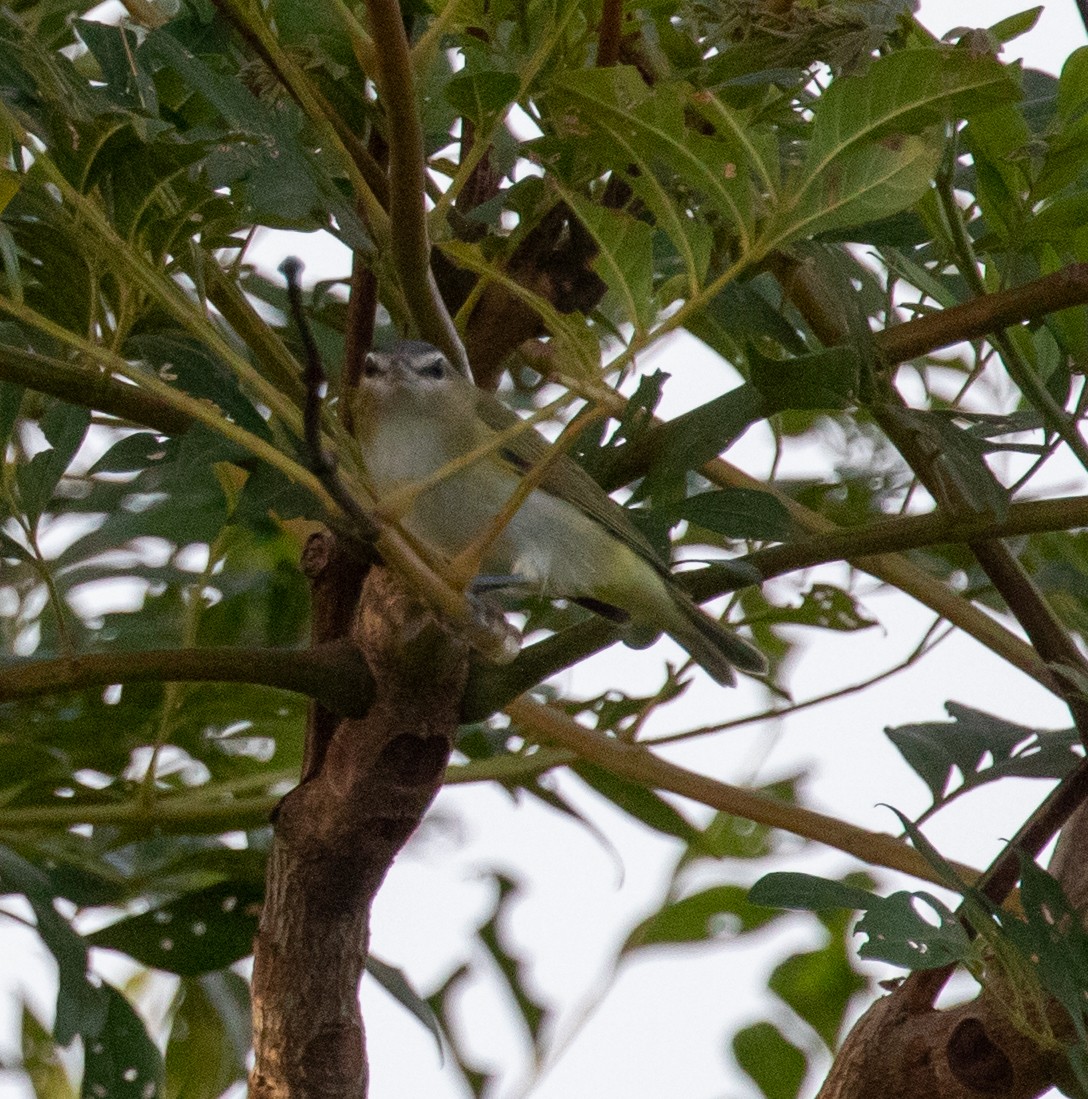 Rotaugenvireo - ML647340015