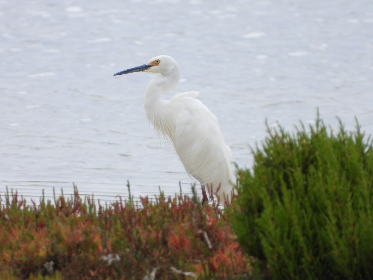 silkehegre - ML647340019