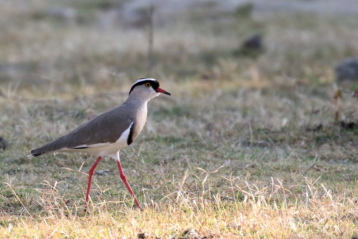 Crowned Lapwing - ML647340044