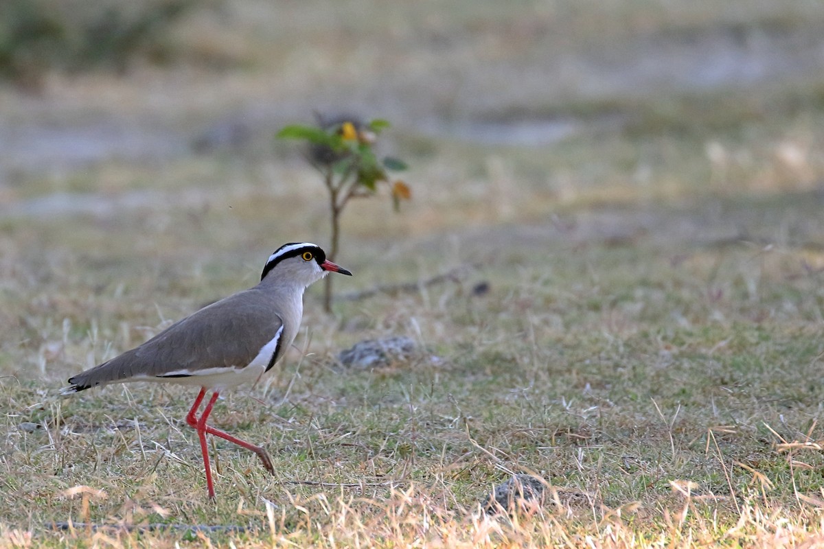 Crowned Lapwing - ML647340045