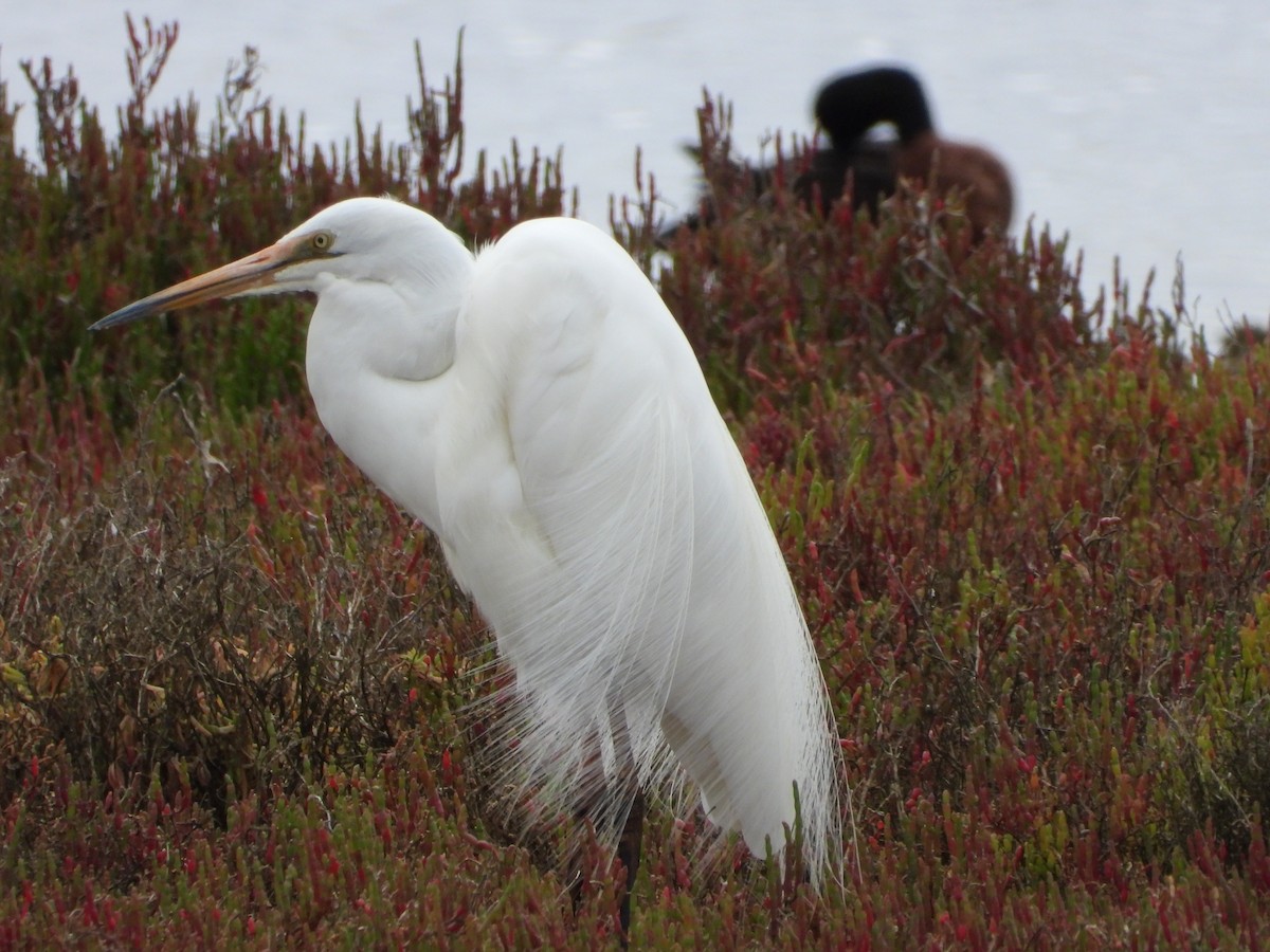 egretthegre - ML647340051