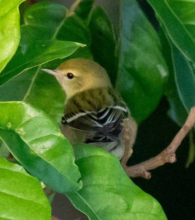 Reinita Castaña - ML647340052