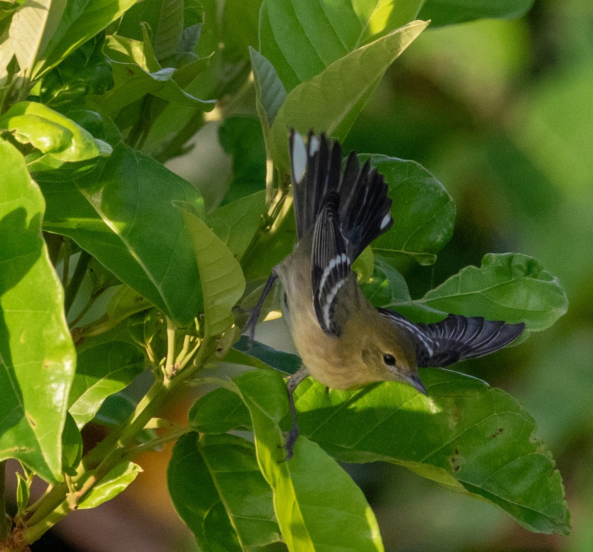 Reinita Castaña - ML647340053