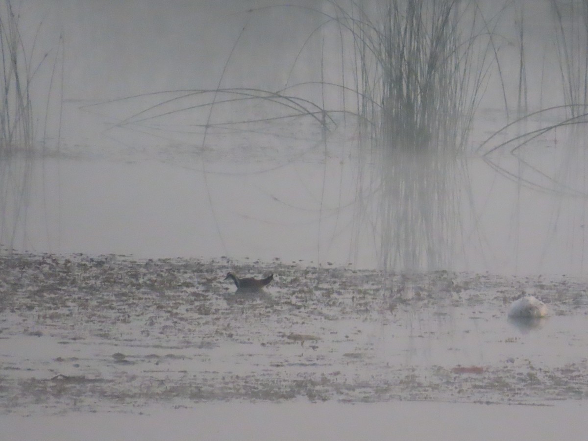 fasanbladhøne - ML647340058