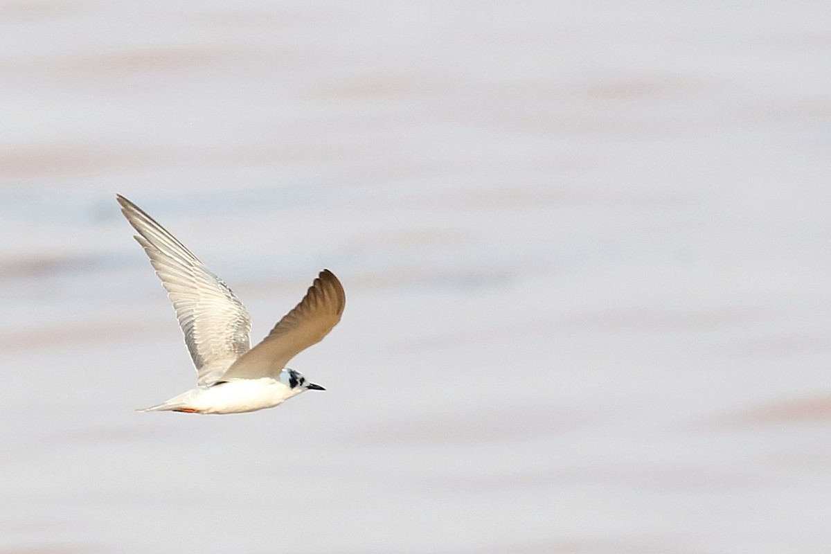 White-winged Tern - ML647340059