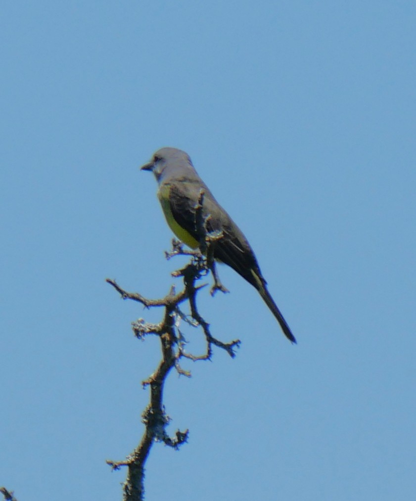 Tirano Melancólico - ML647340071