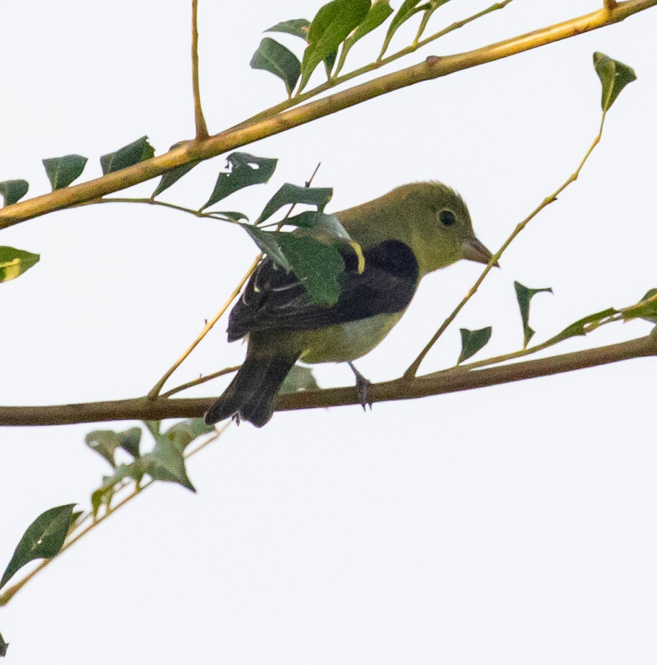 Piranga Escarlata - ML647340073