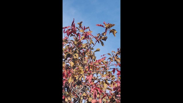 Золотолобая листовка - ML647340081