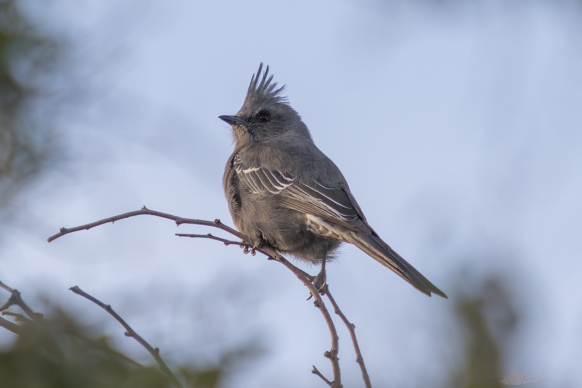palmovník tmavý - ML647340083