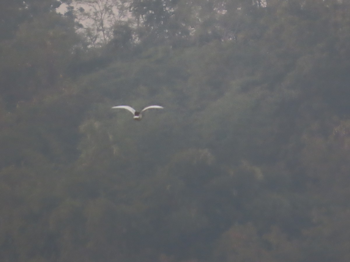 Indian Pond-Heron - ML647340088