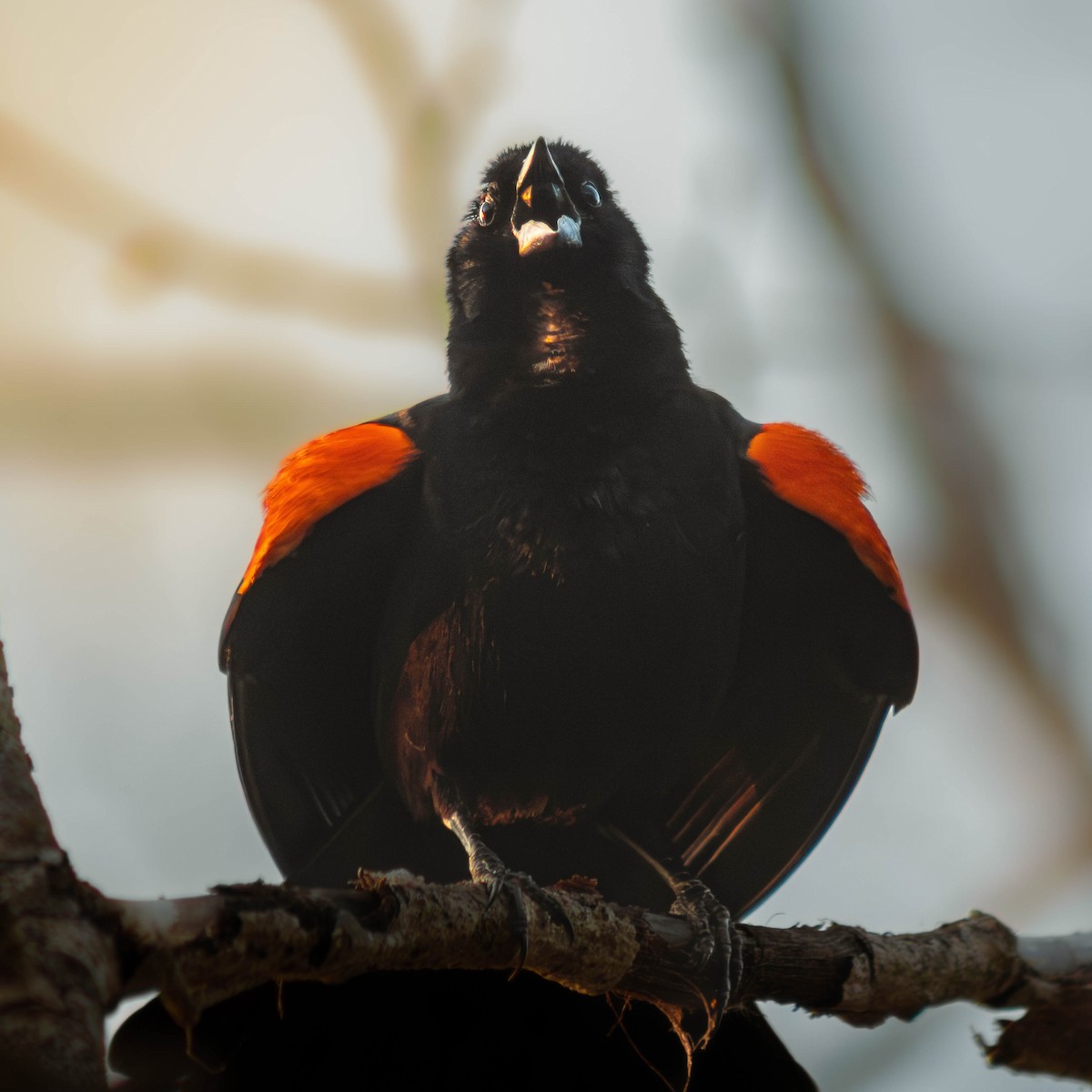 Red-winged Blackbird - ML647340092