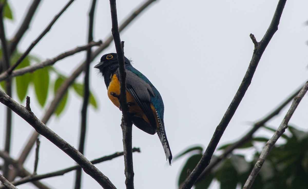 Trogon pattu - ML647340093