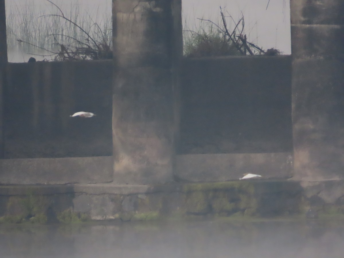 Indian Pond-Heron - ML647340094