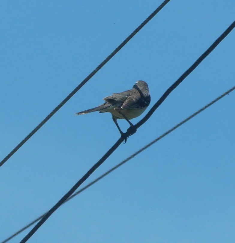 Sinsonte Calandria - ML647340095