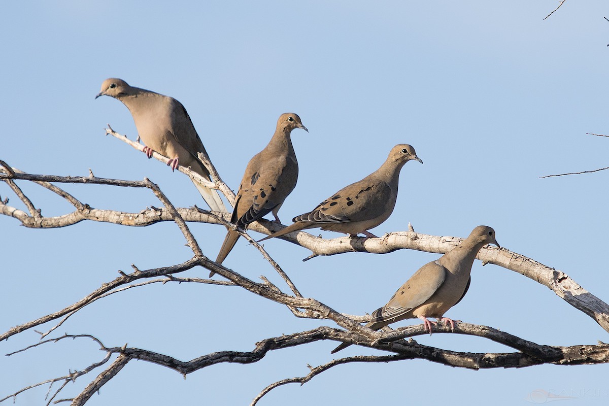 hrdlička karolínská - ML647340097