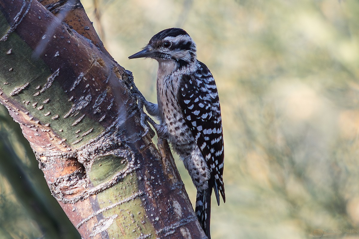 strakapoud proužkohřbetý - ML647340107