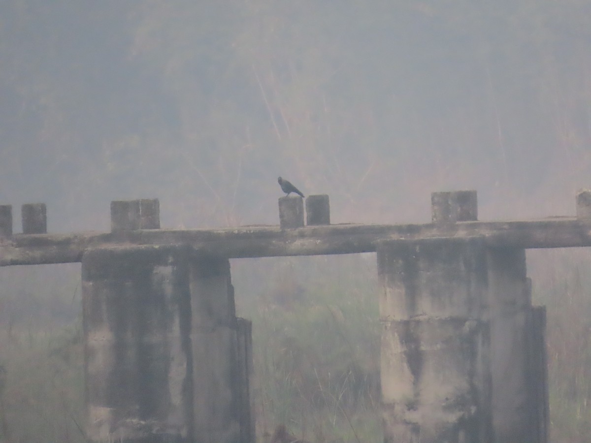 Ворона індійська - ML647340115