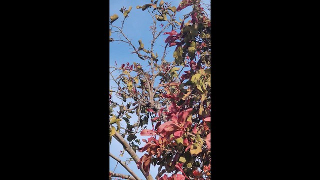 Индийская синица - ML647340116