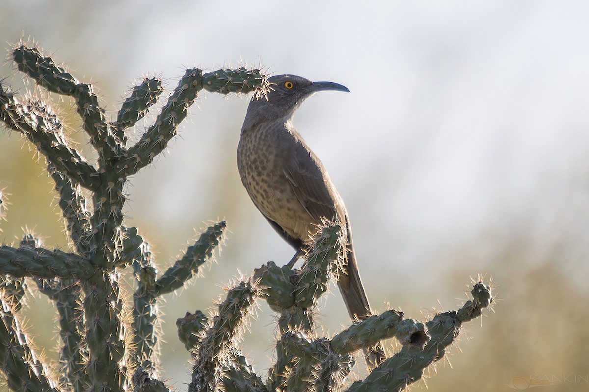 drozdec skvrnitoprsý - ML647340120