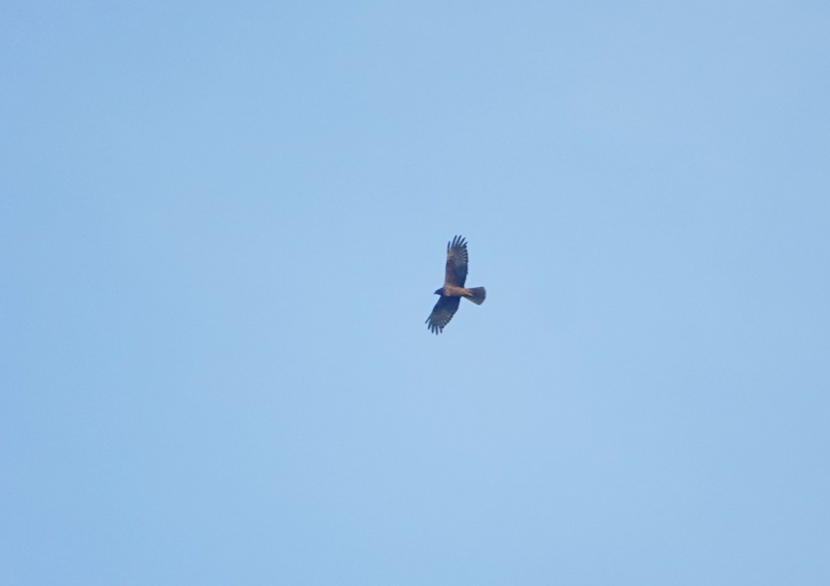 østsivhauk - ML647340130