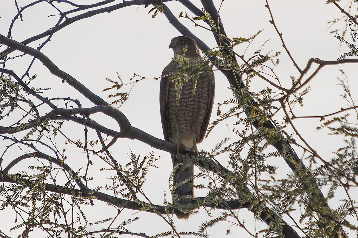 jestřáb americký - ML647340132