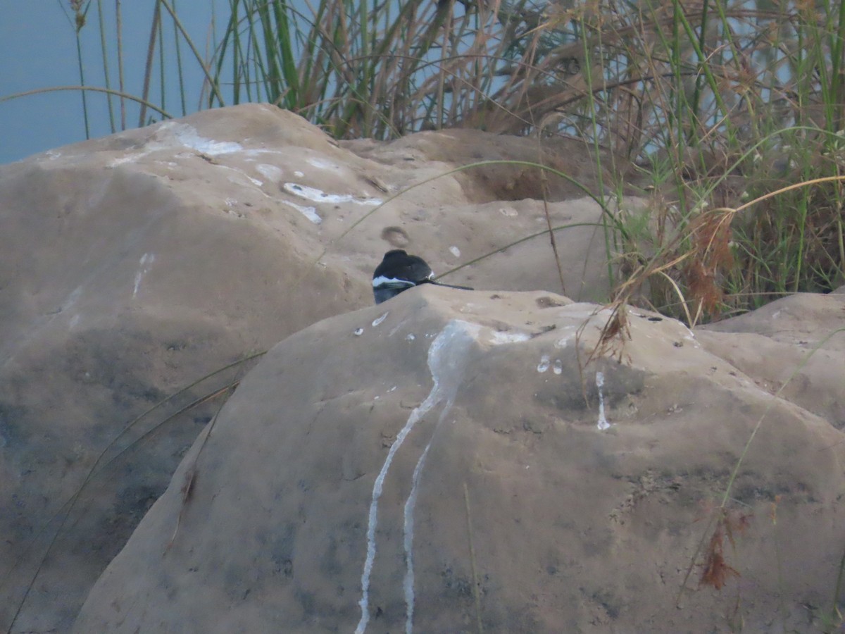 Lavandera India - ML647340134