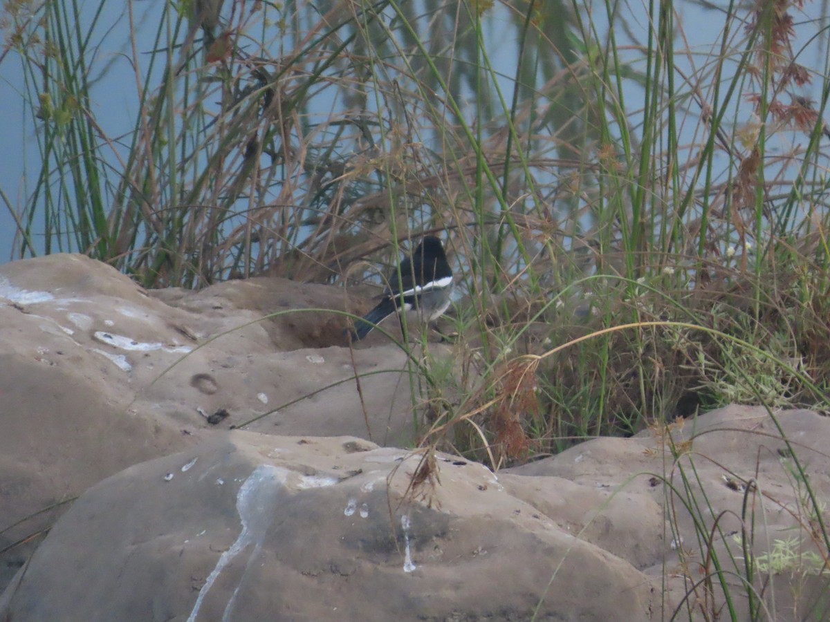 Lavandera India - ML647340135