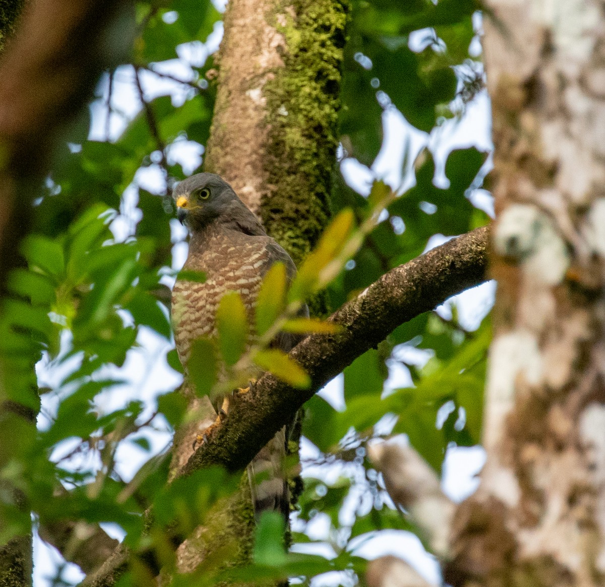 Roadside Hawk - ML647340137