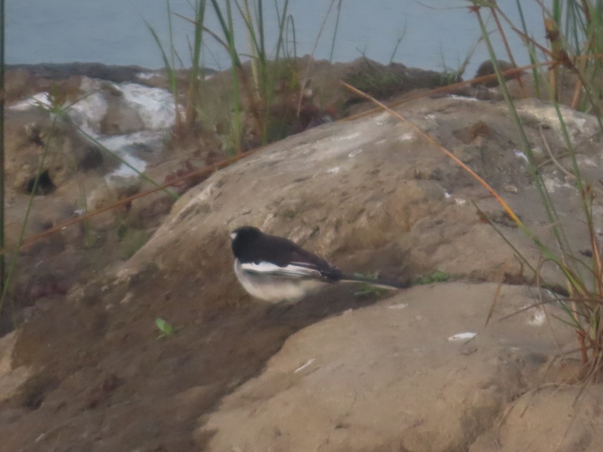 Lavandera India - ML647340142