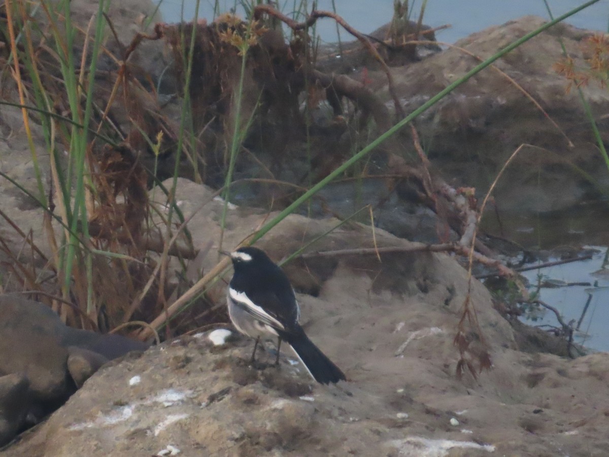 Lavandera India - ML647340143