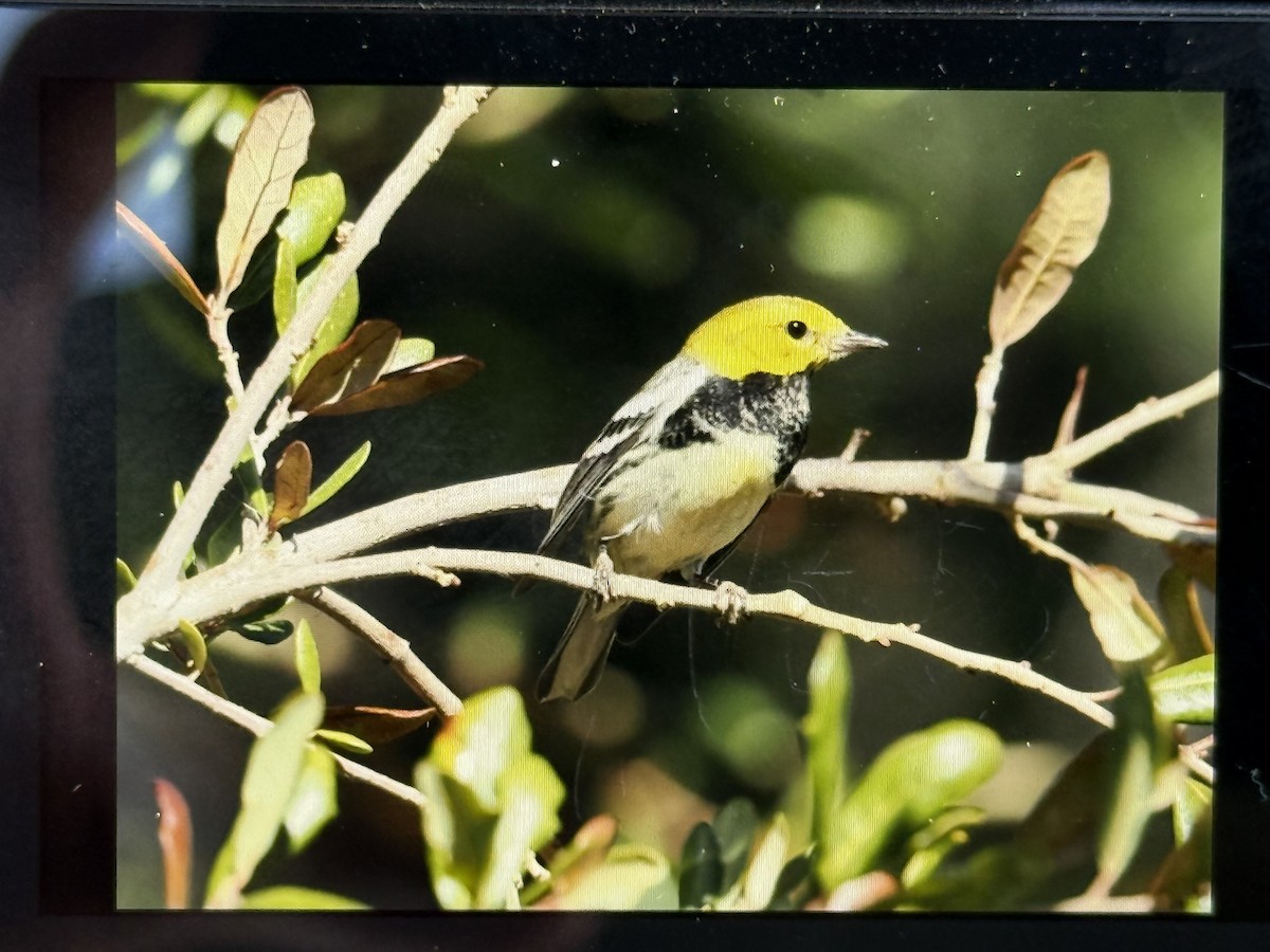 Black-throated Green Warbler - ML647340168