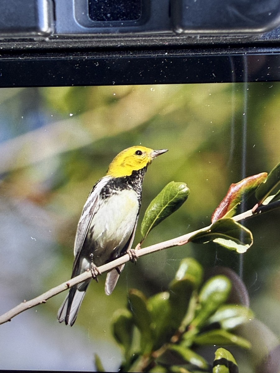 Black-throated Green Warbler - ML647340169