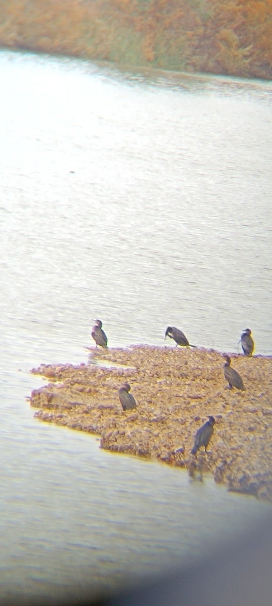 kormorán velký - ML647340177