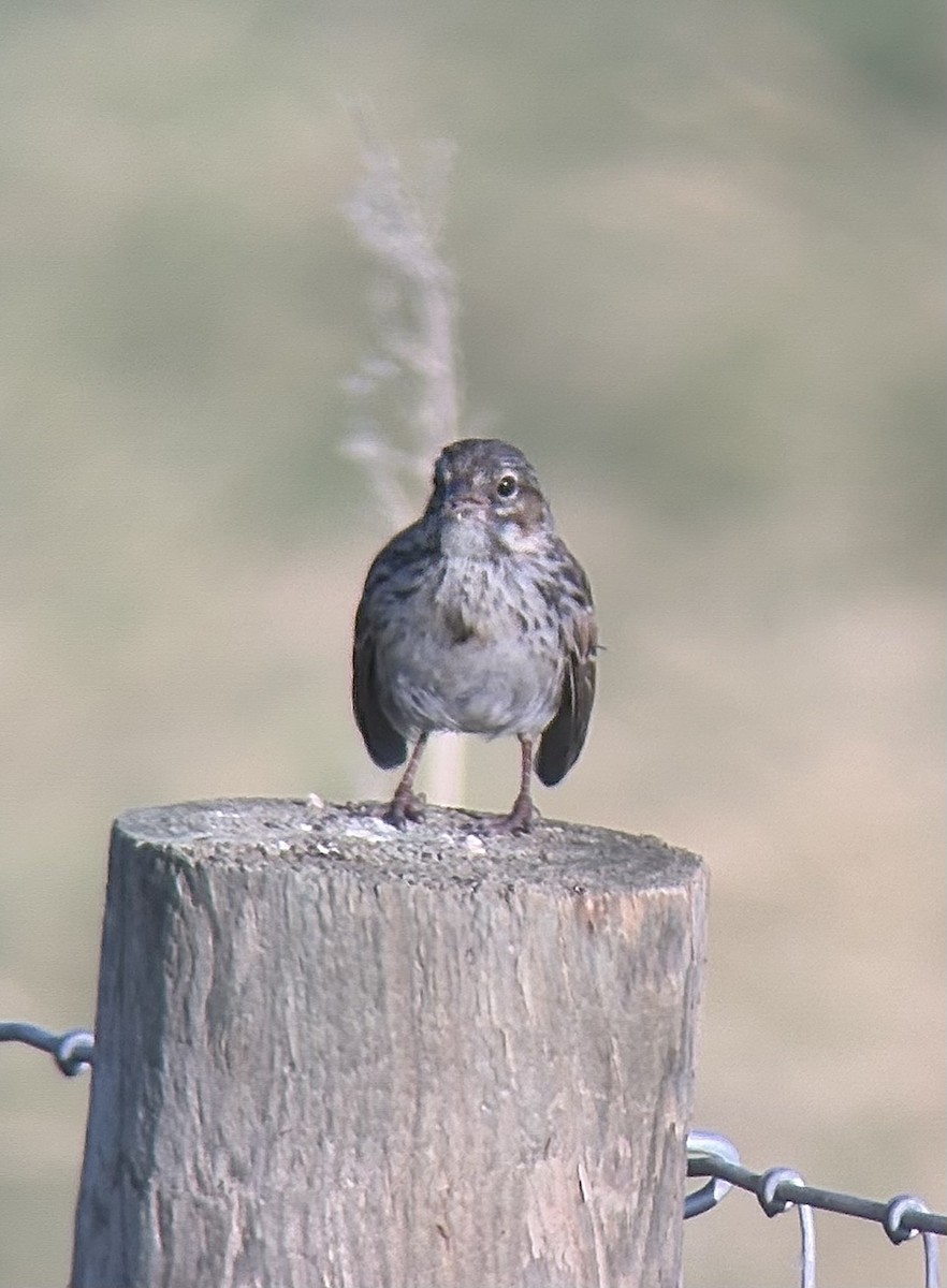 Bruant chanteur - ML647340182