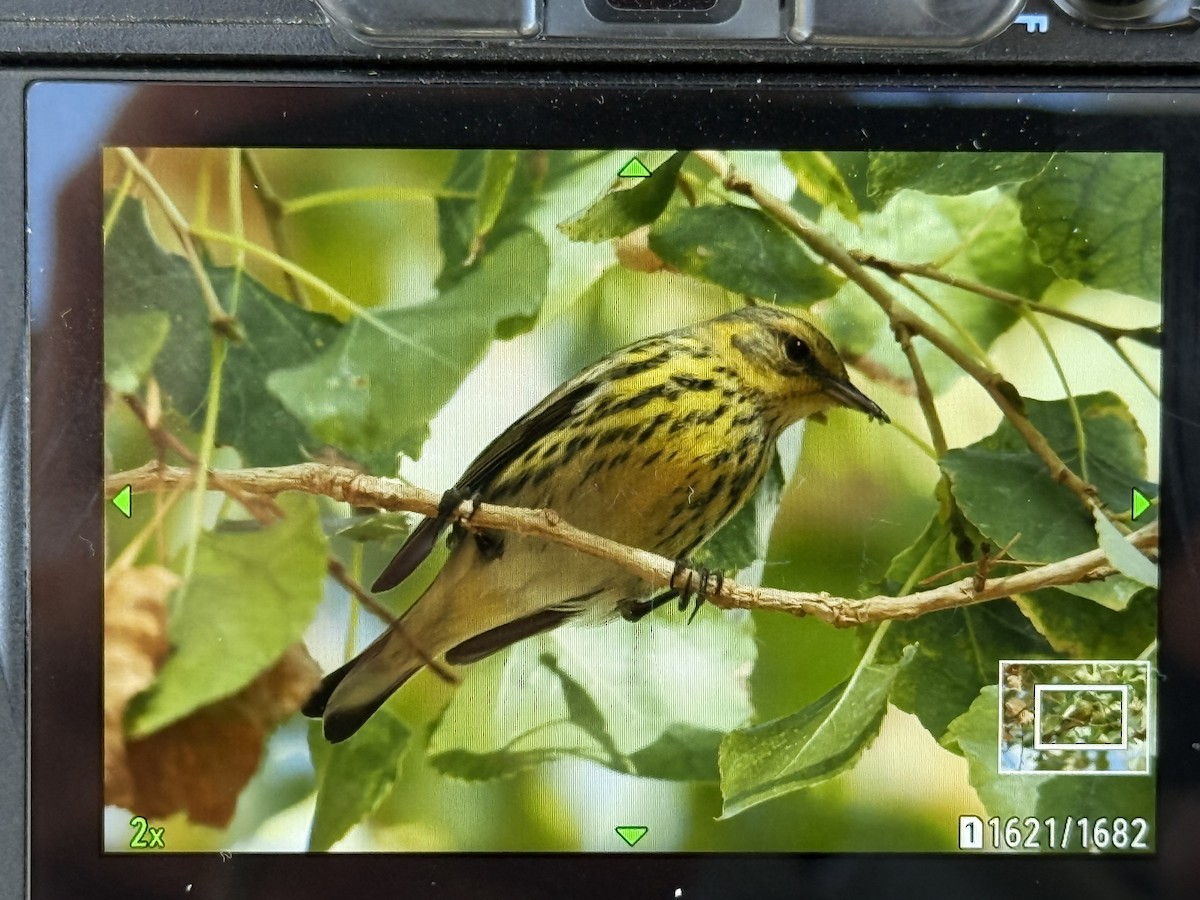 Cape May Warbler - ML647340206