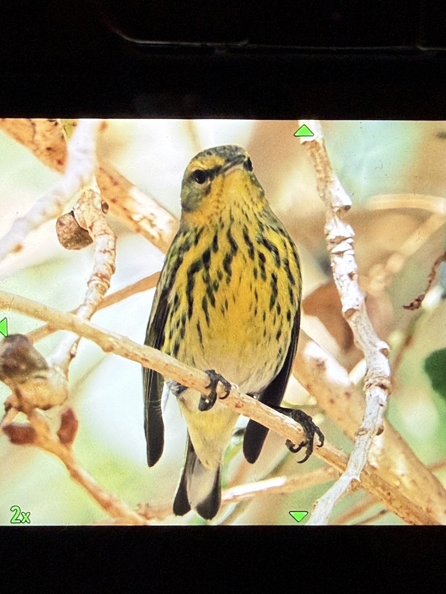 Cape May Warbler - ML647340207