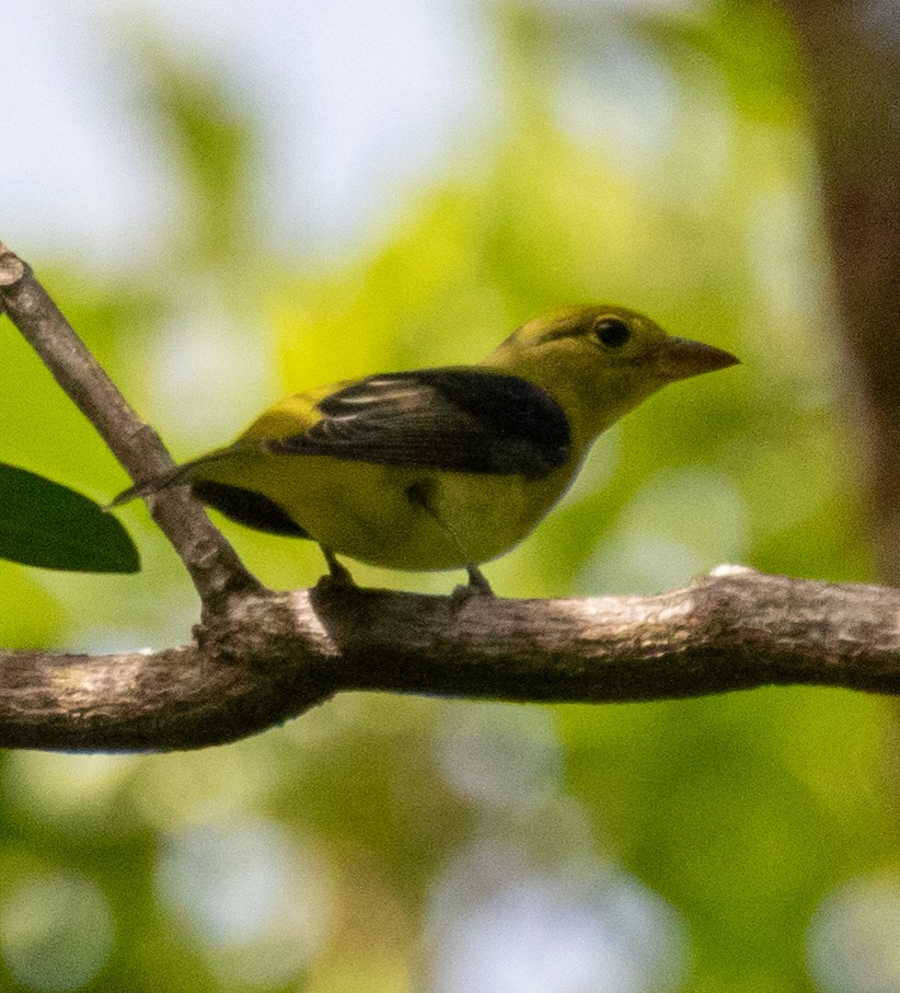 Piranga Escarlata - ML647340216