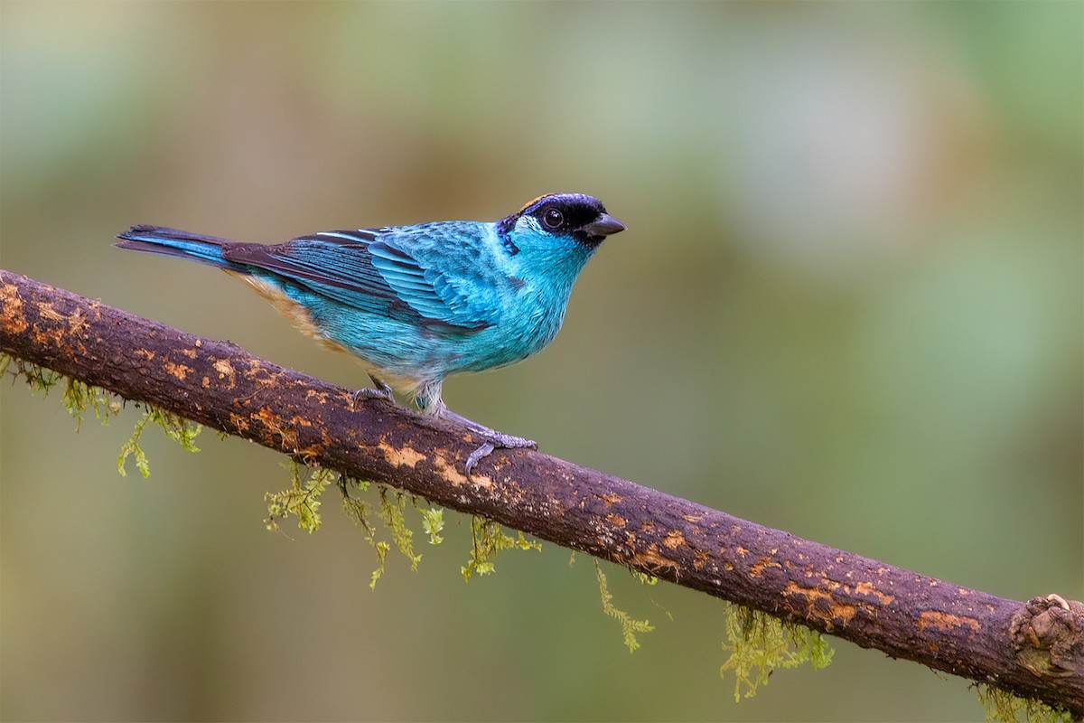 Golden-naped Tanager - ML647340228