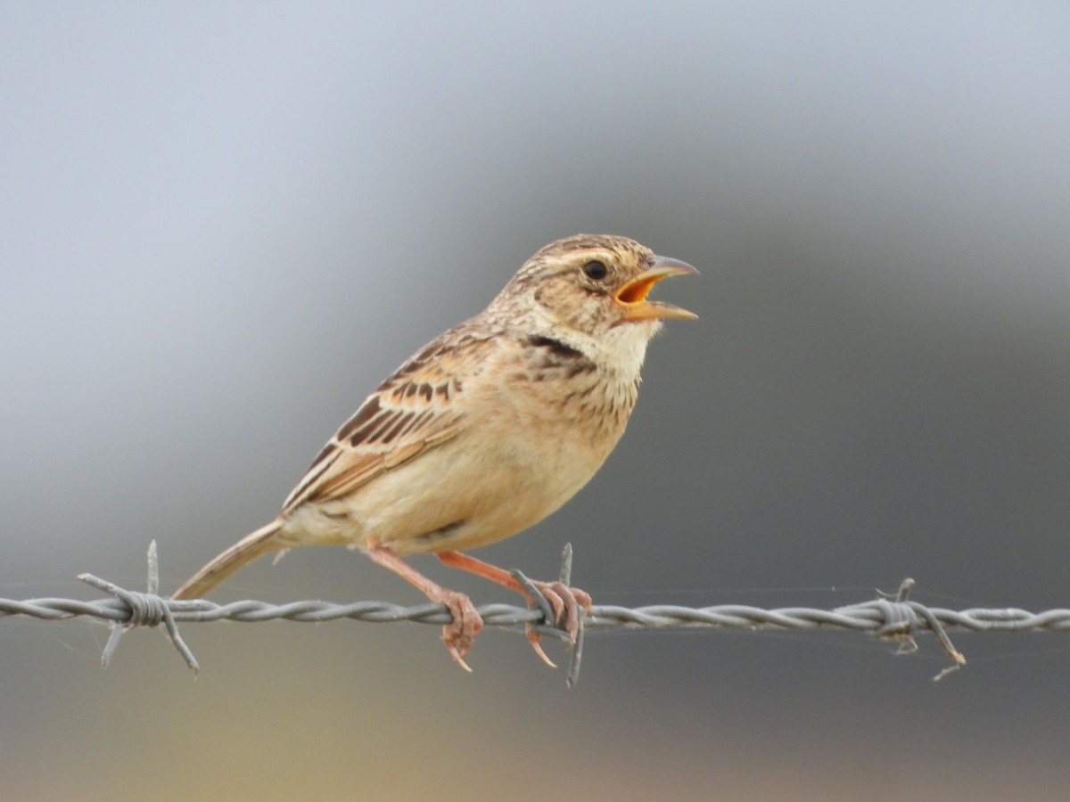 savannelerke - ML647340239