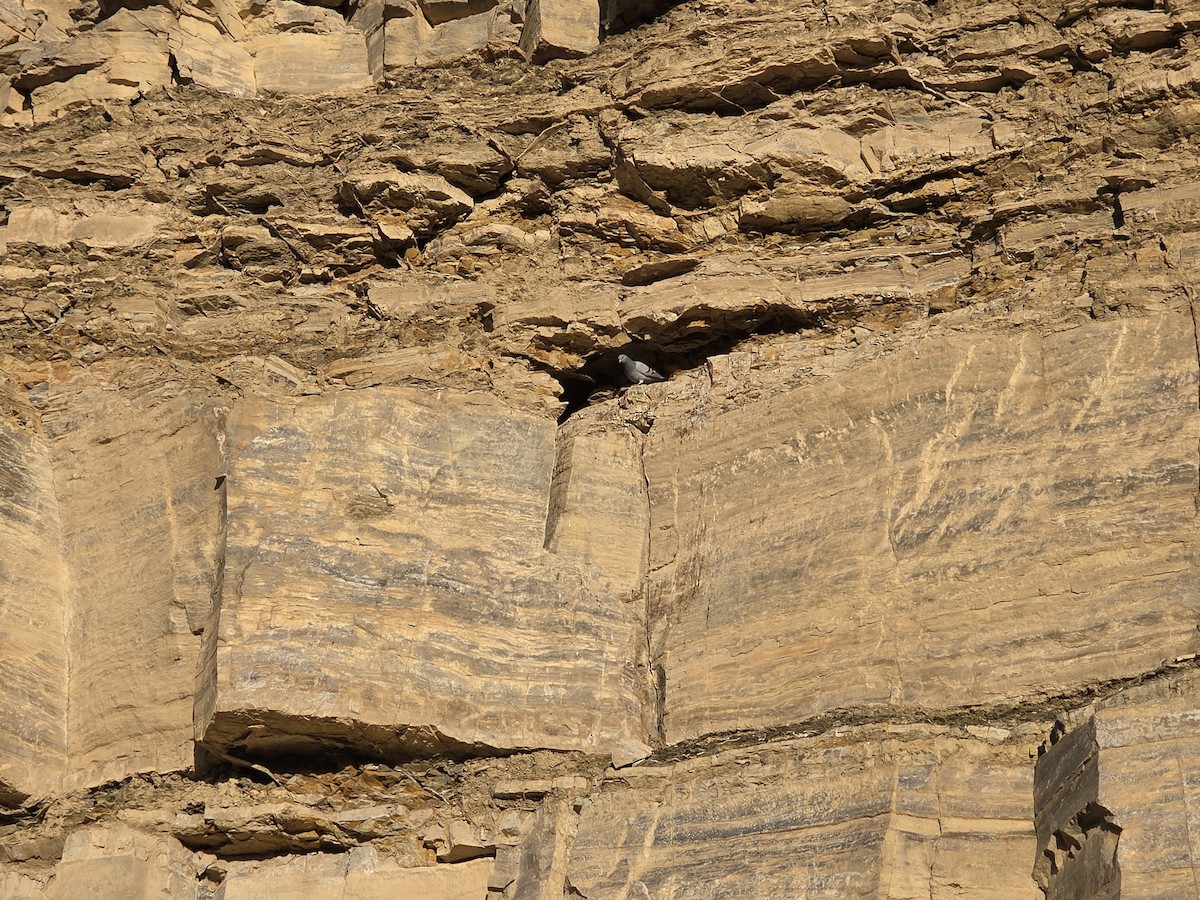 יונת סלעים (בר) - ML647340240