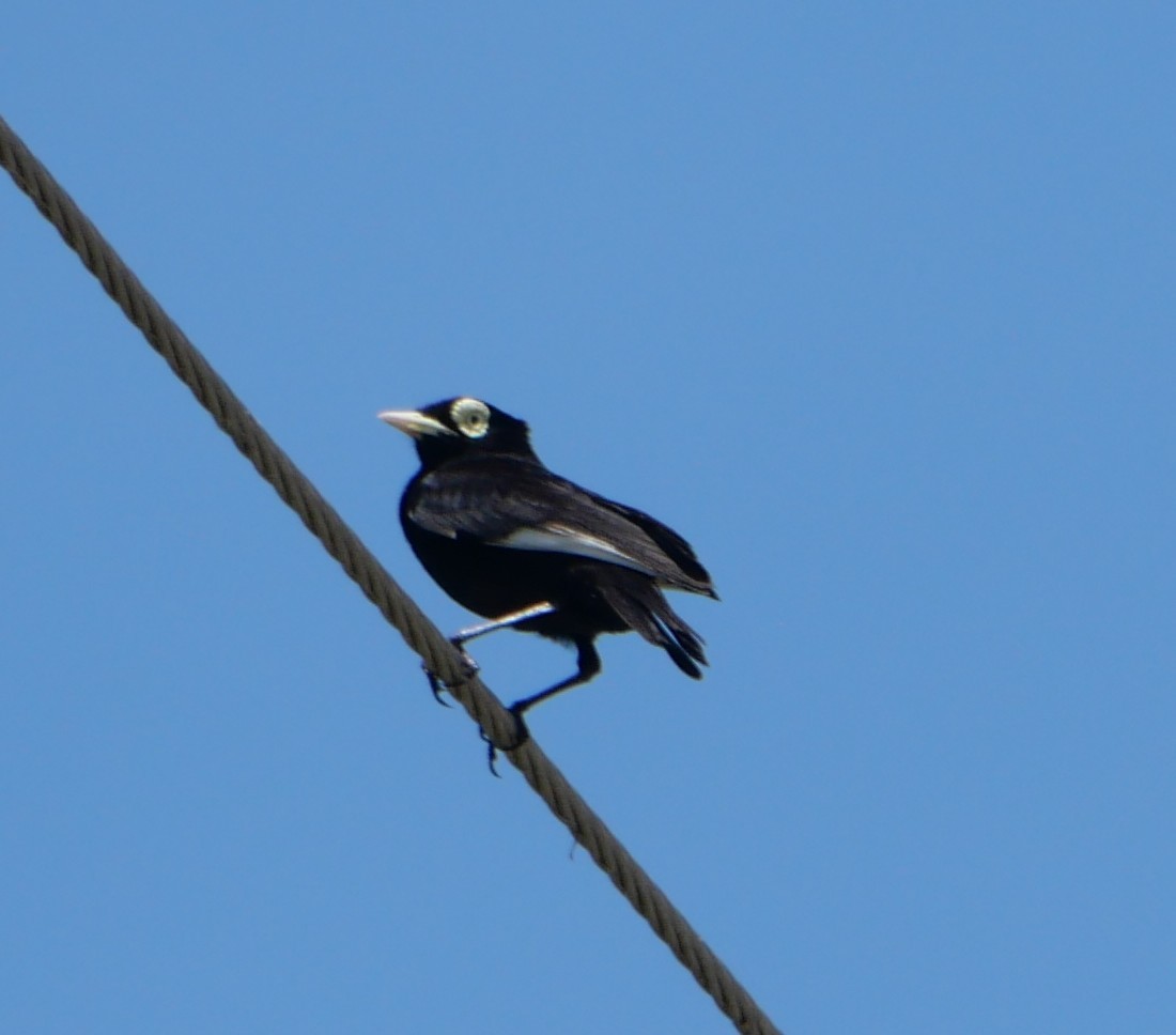 Viudita Picoplata - ML647340250