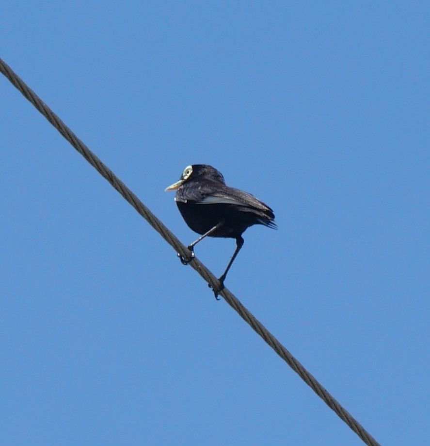 Viudita Picoplata - ML647340251