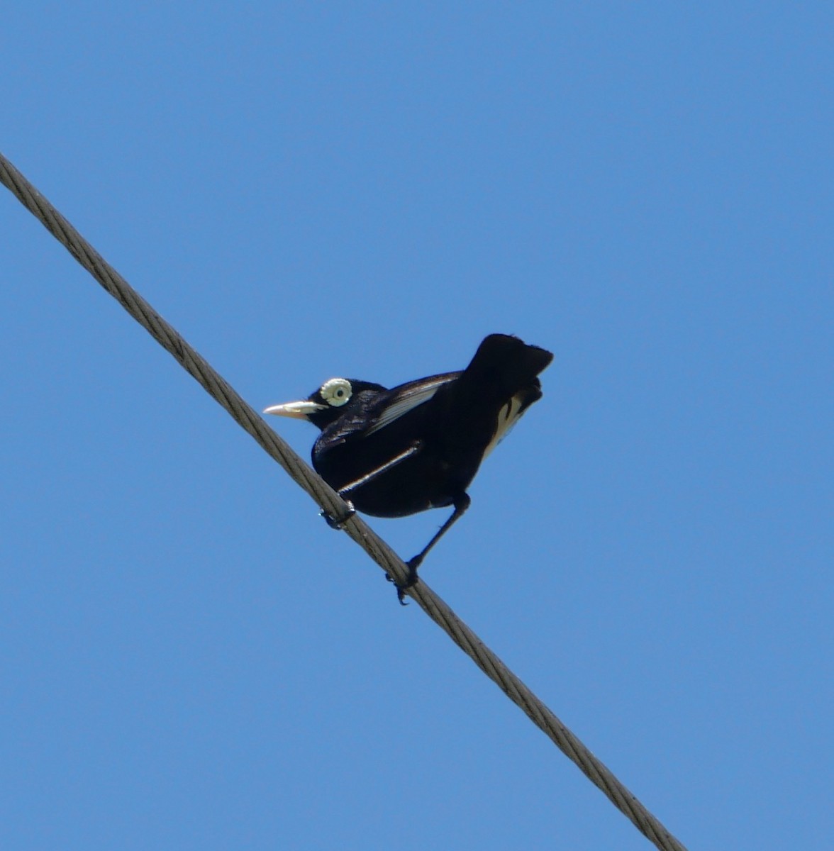 Viudita Picoplata - ML647340253