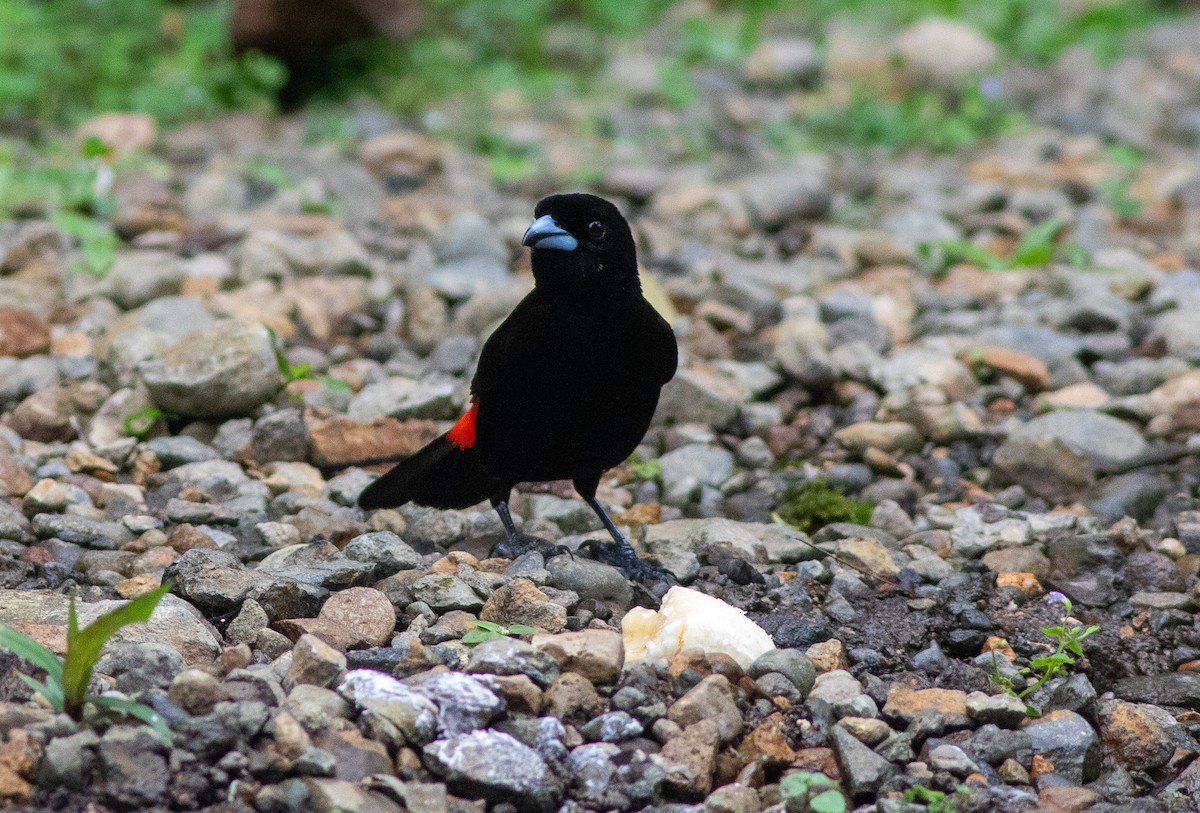 Scarlet-rumped Tanager - ML647340254